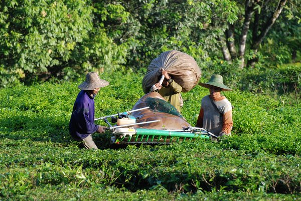 "Workers Harvesting The Tea, Sabah Tea Plantation, Borneo, Malaysia" by Paul Mannix CC BY 2.0.