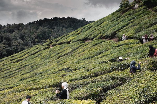 Farm in Cameron Highlands. Photo by Omar Elsharawy on Unsplash. CC BY-SA.jpg