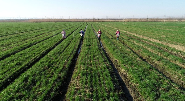 Workers fertilize wheat in the field_Photo by Ma Fengcheng for Xinhua News Agency_fair use.png